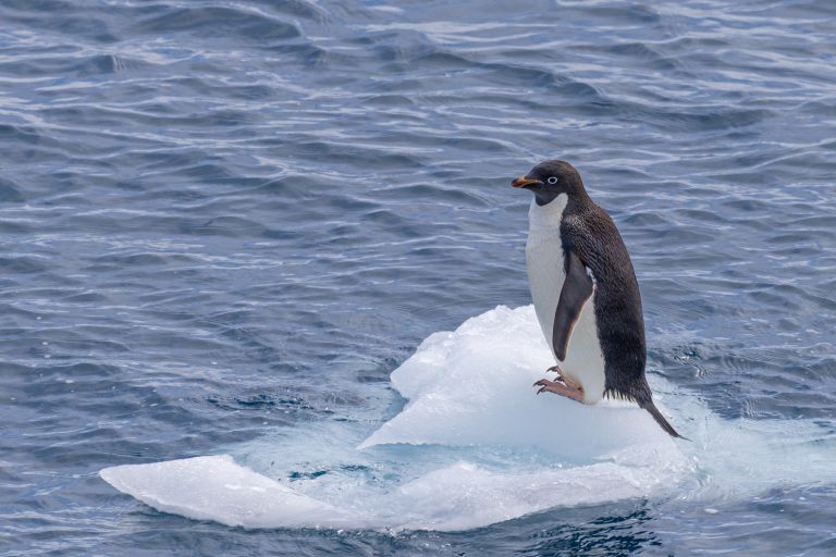 Pinguin auf einer Eisscholle im Meer